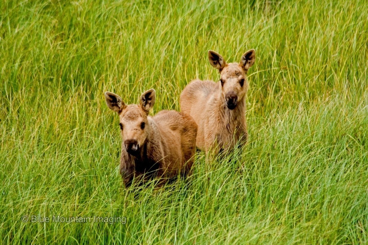 Baby Moose Blue Mountain Imaging